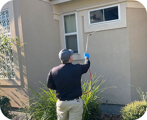 Pest Control in Cypress