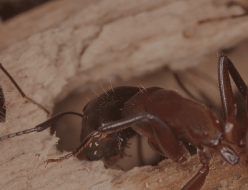 Ant Control in Cypress: What’s the Best Way to Get Rid of Fire Ants in Cypress Yards?