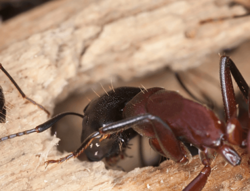Why Are Mosquitoes and Ants So Hard to Control in Cypress?