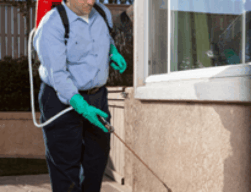 Mosquito Control in Cypress: Why Do I Still Have Mosquitoes in My Yard After Treatment?
