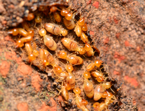 When Should You Call a Pest Control Company in Magnolia?