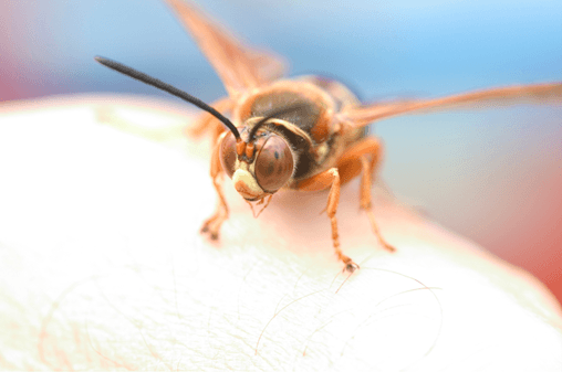 Cypress Pest Control