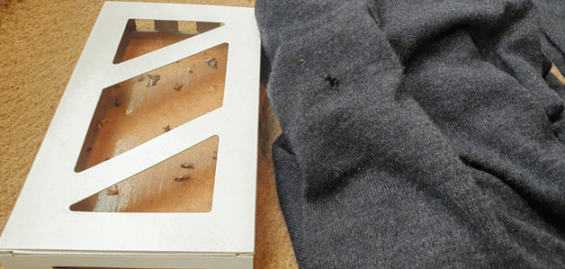 Cypress pest control