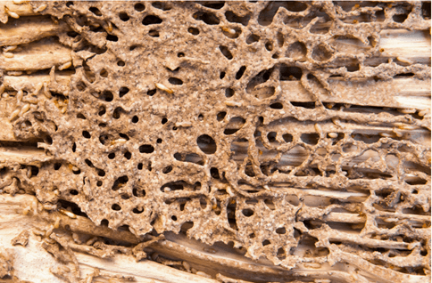 pest control in Cypress