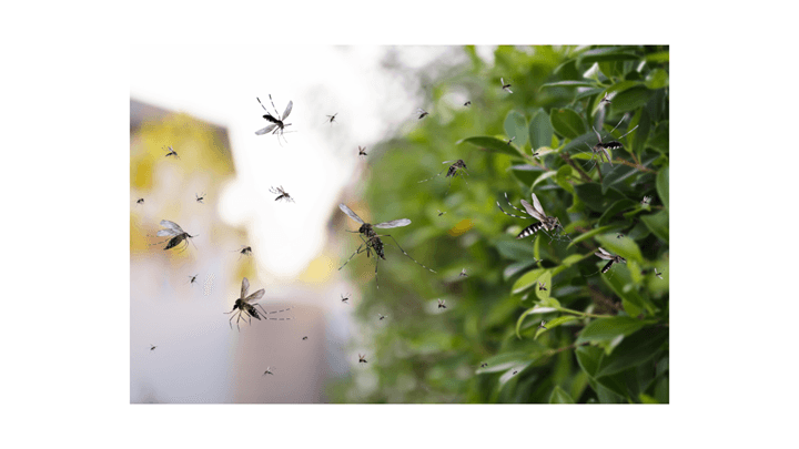 Pest Control in Cypress