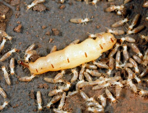 Cypress Termite Control: Can Termites in Cypress Really Eat Through Concrete?