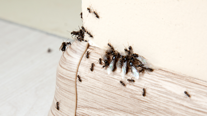 Pest Control in Cypress