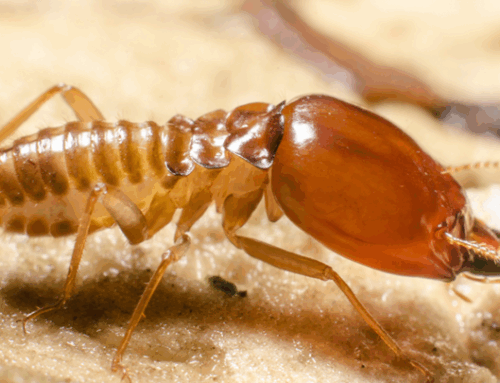 Why Isn’t My Termite Treatment Working? What Cypress Homeowners Should Know