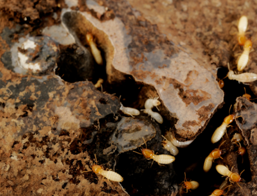 What Should First-Time Homeowners Know About Termite Control?