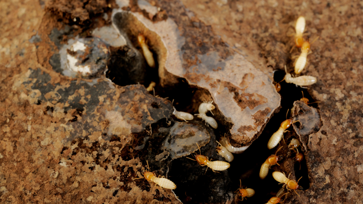 Termite Control in Cypress 