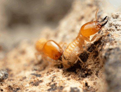 Do I Really Need Termite Treatment If I Haven’t Seen Any? Cypress Pest Control Has the Answers!