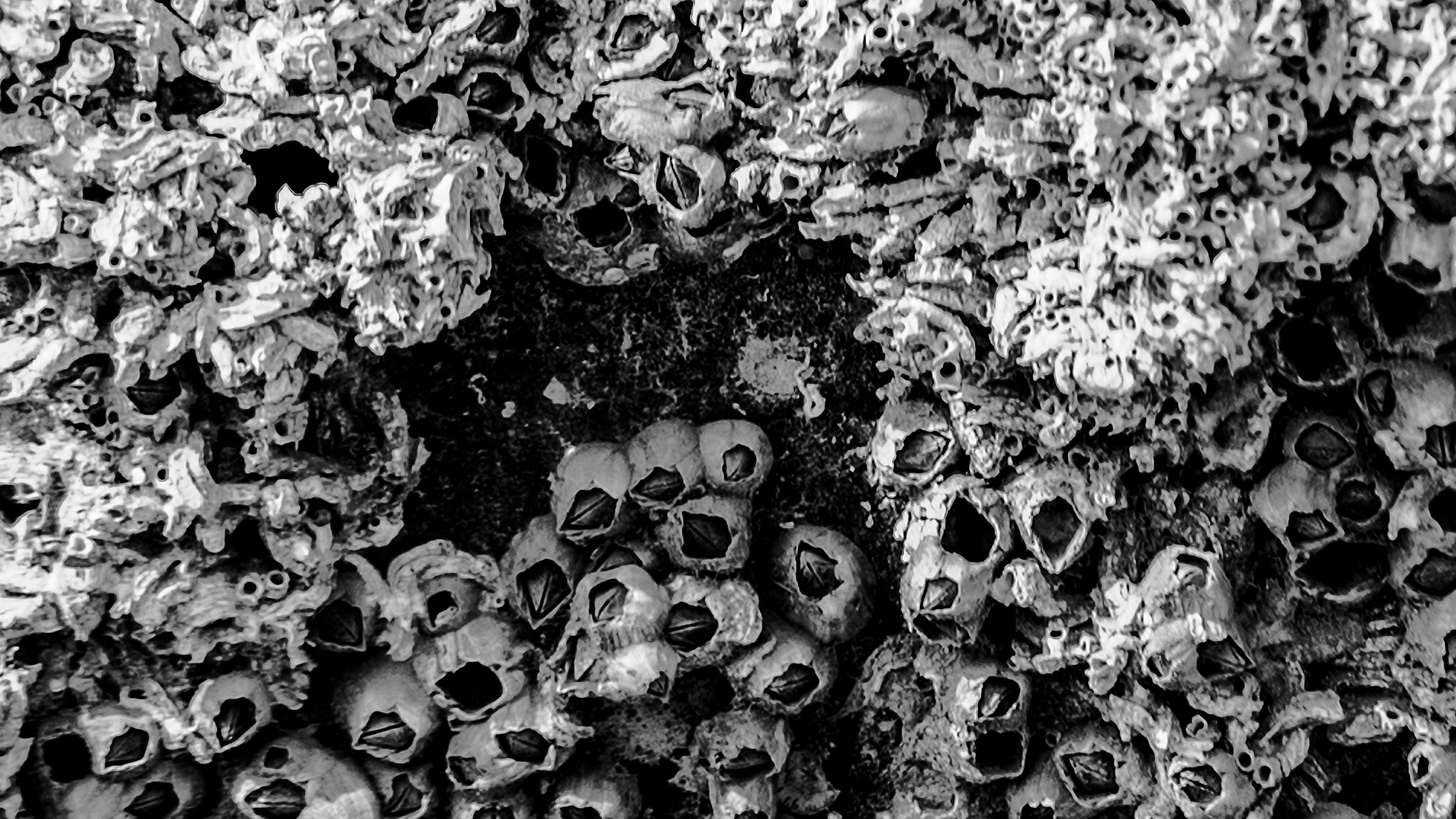 Cypress Pest Control