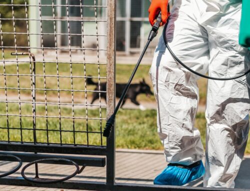 What Should I Expect from a Good Pest Control Company in Cypress?