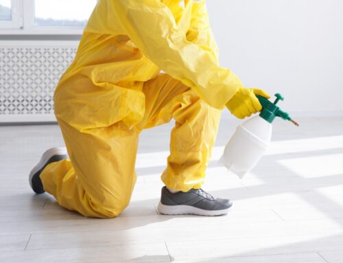 What Makes a Cypress, TX Pest Control Company Worth the Call?