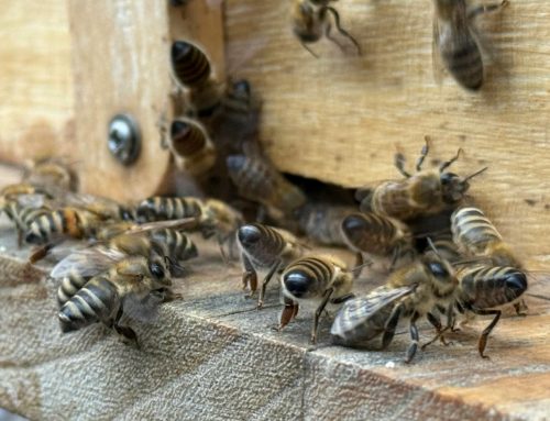 What’s the Difference Between Pest Control and an Exterminator?