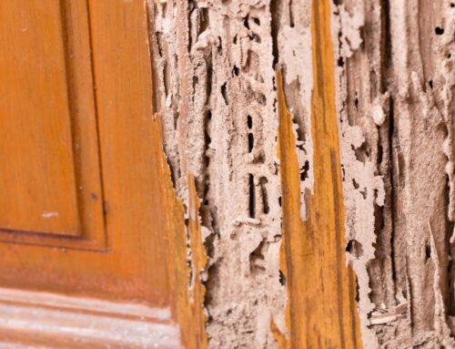 What Are Signs of Termites in Your House?