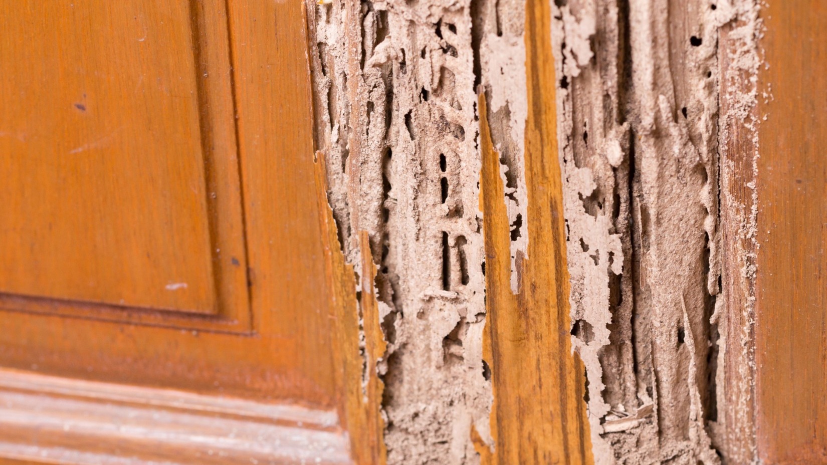 Magnolia TX termite exterminators