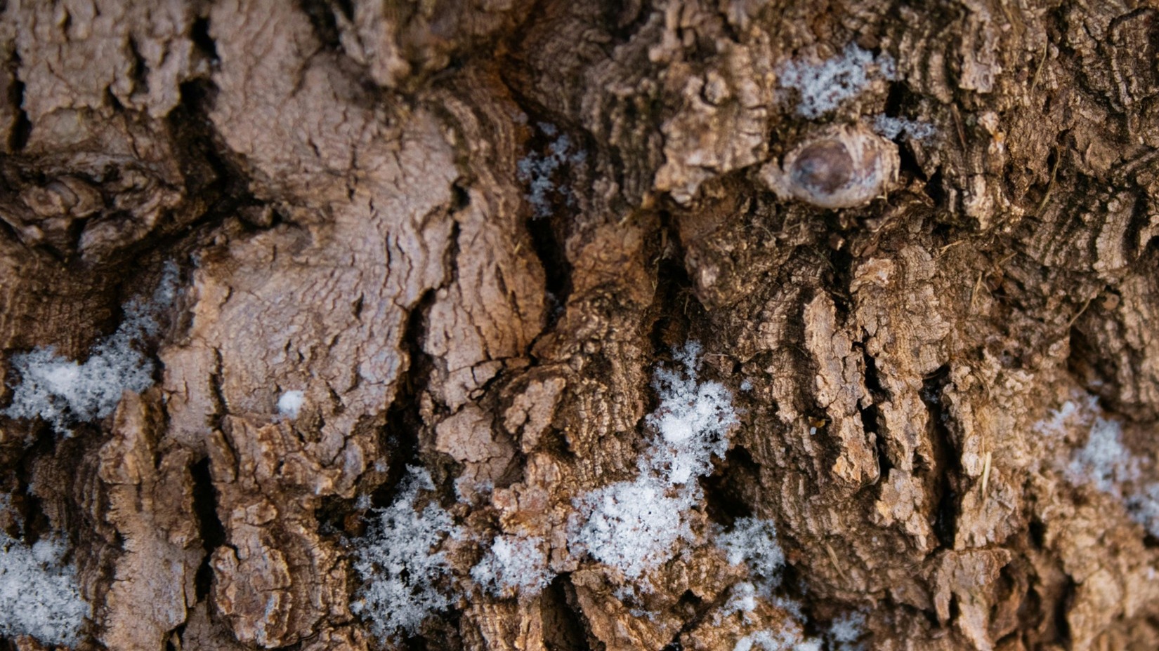 Magnolia TX termite exterminators