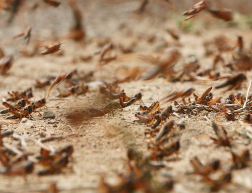 What Is the Hardest Pest to Get Rid Of?