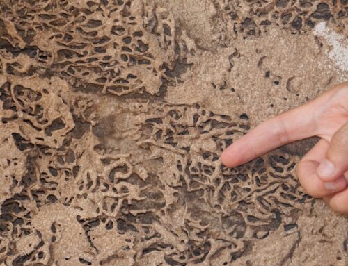 What Kills Termites Instantly?