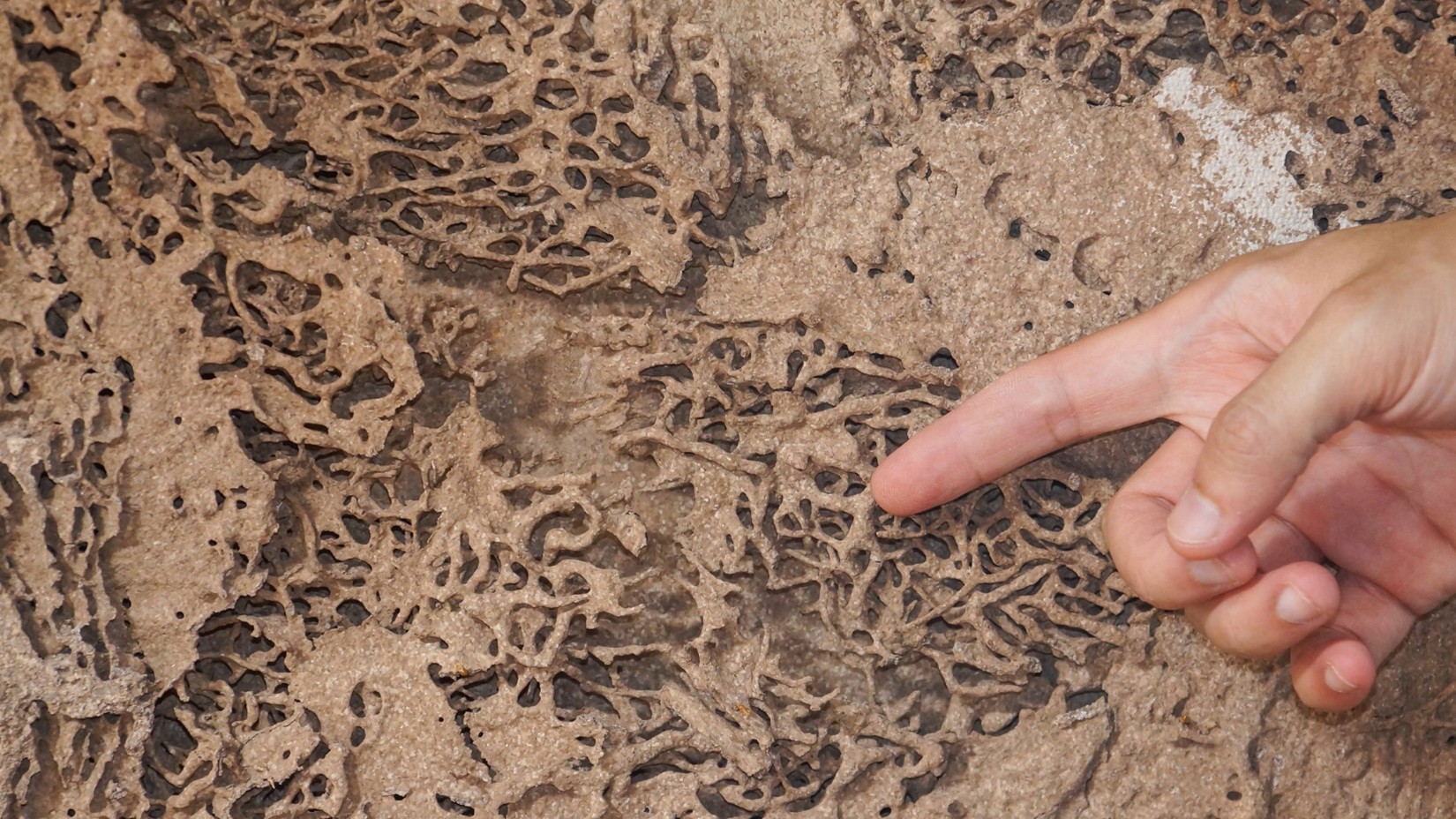 Magnolia termite exterminators