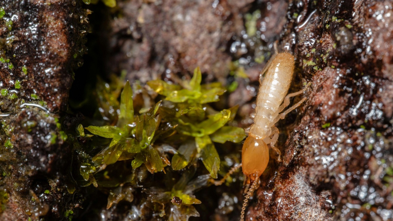 Magnolia TX termite control company