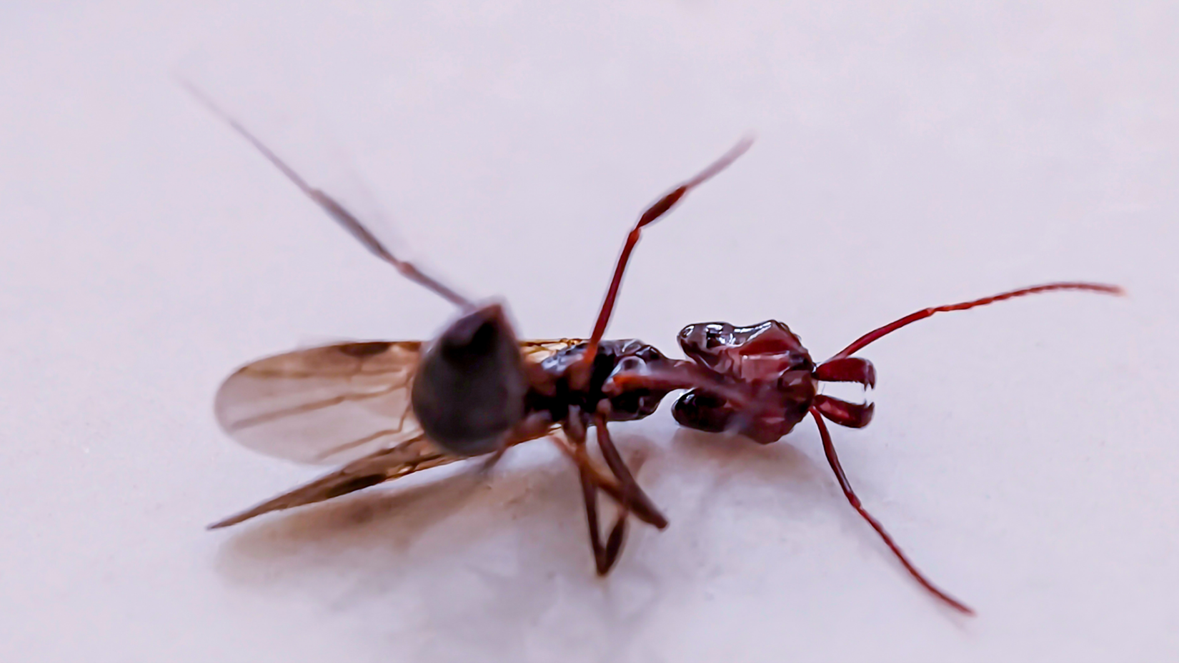 Magnolia termite exterminators