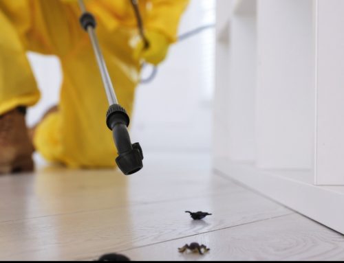 Pest Control in Magnolia is Necessary When Spring Months Start Rolling Around – Here’s Why