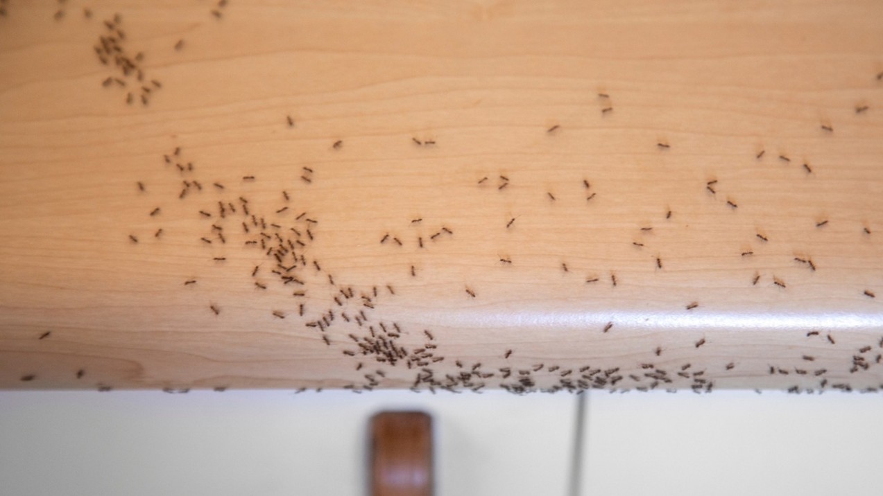 Termite Control Magnolia TX