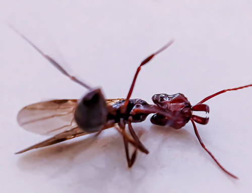 Why Pest Control in Magnolia, TX Fails (and How to Finally Stop Bugs From Coming Back)
