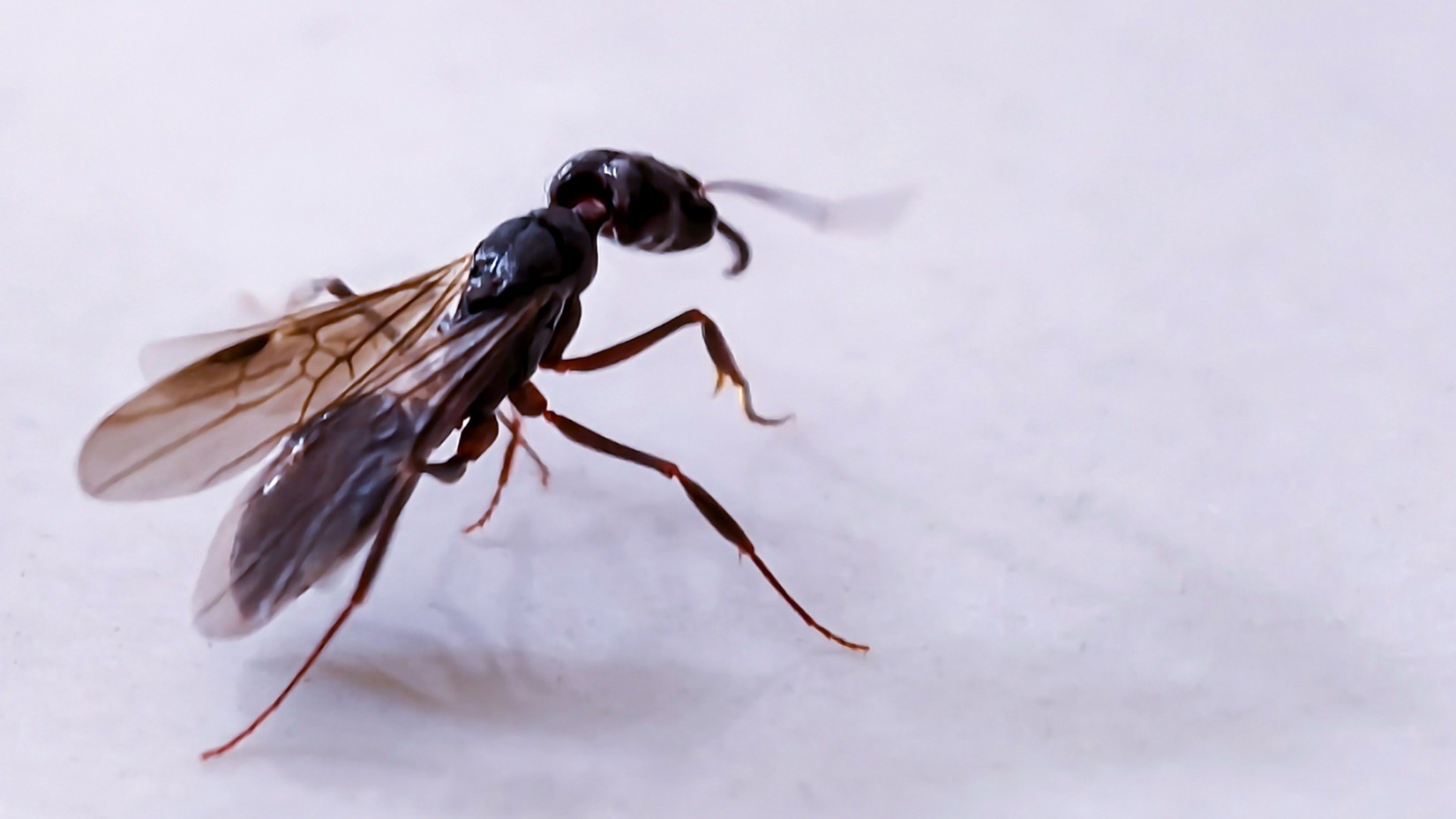 Pest Control in Magnolia