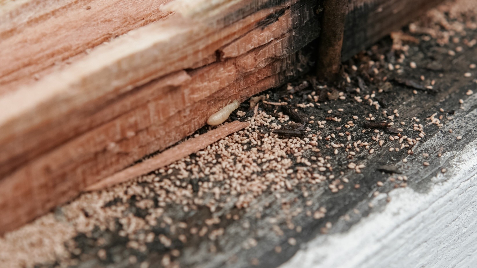 Termite Control in Magnolia