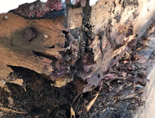 How Do You Know If a Magnolia Home Needs Termite Help?