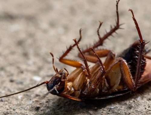 Who Should You Call When Bugs Keep Coming Back in Magnolia?