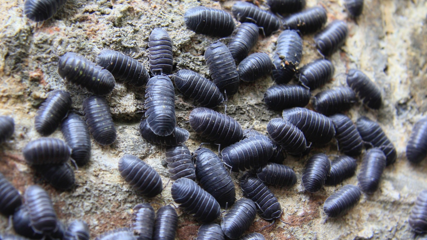 Pest Control in Magnolia